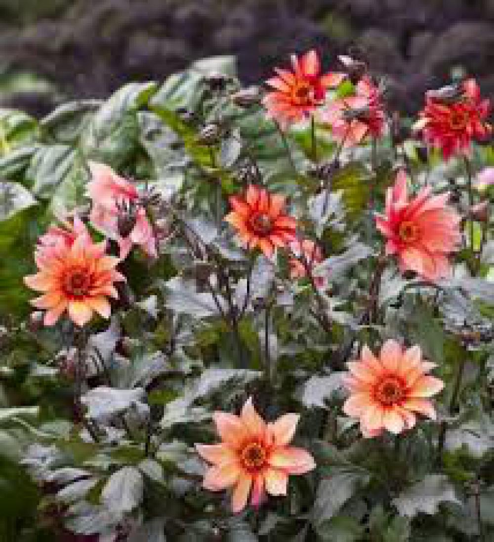 Dahlia Waltzing Matilda Best In Horticulture