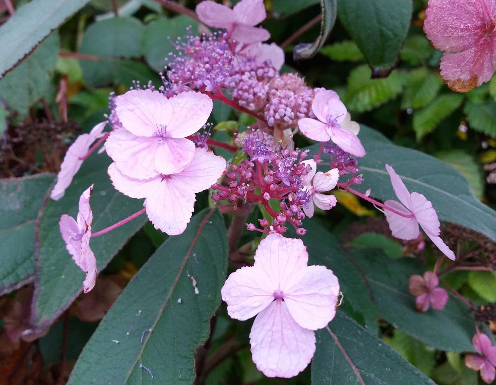 Hydrangea Aspera Villosa Group 