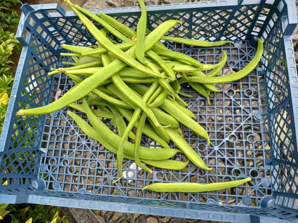 keep-picking-runner-beans-best-in-horticulture