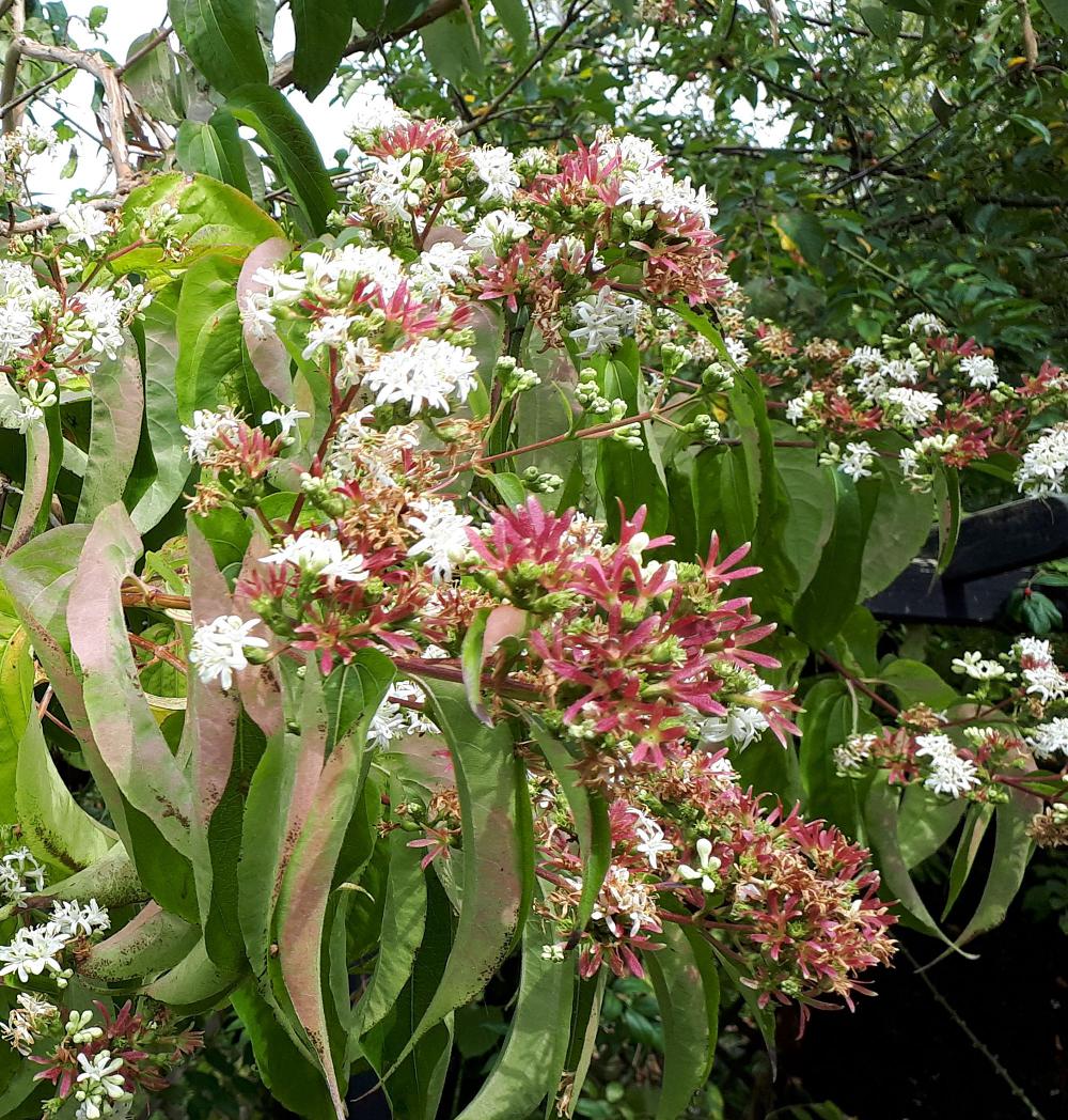 Heptacodium miconioides