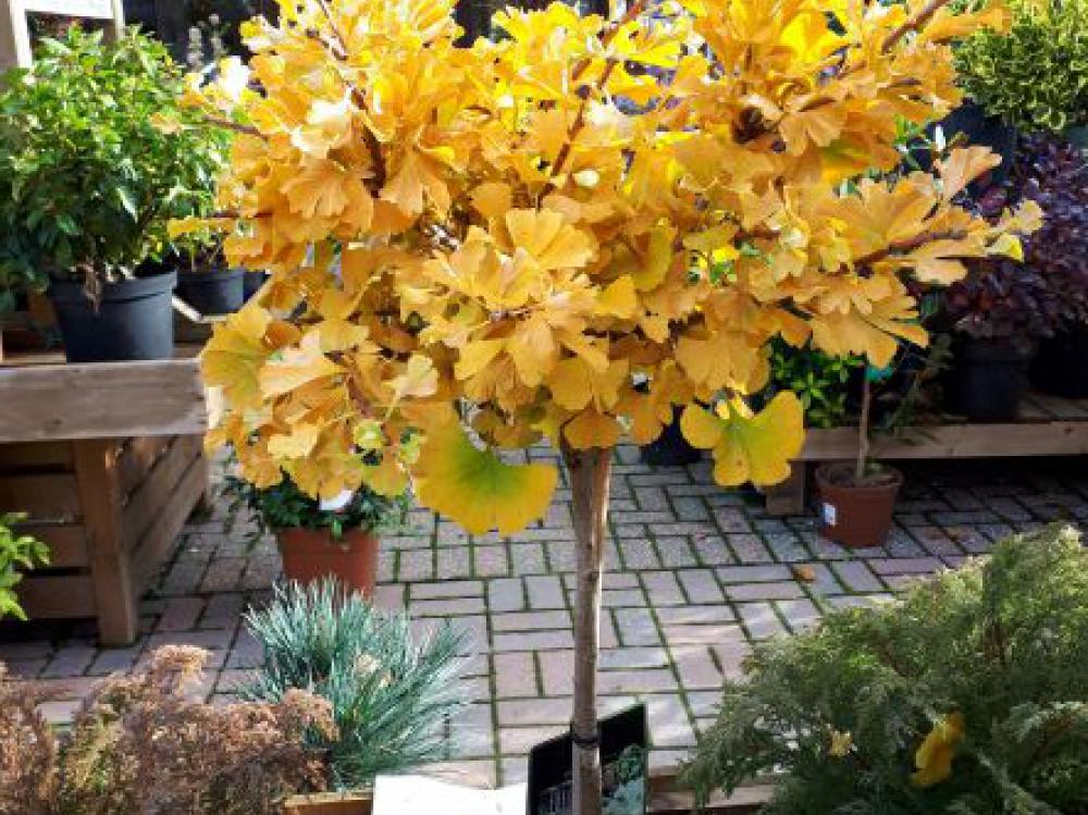 Ginkgo biloba has good autumn colour