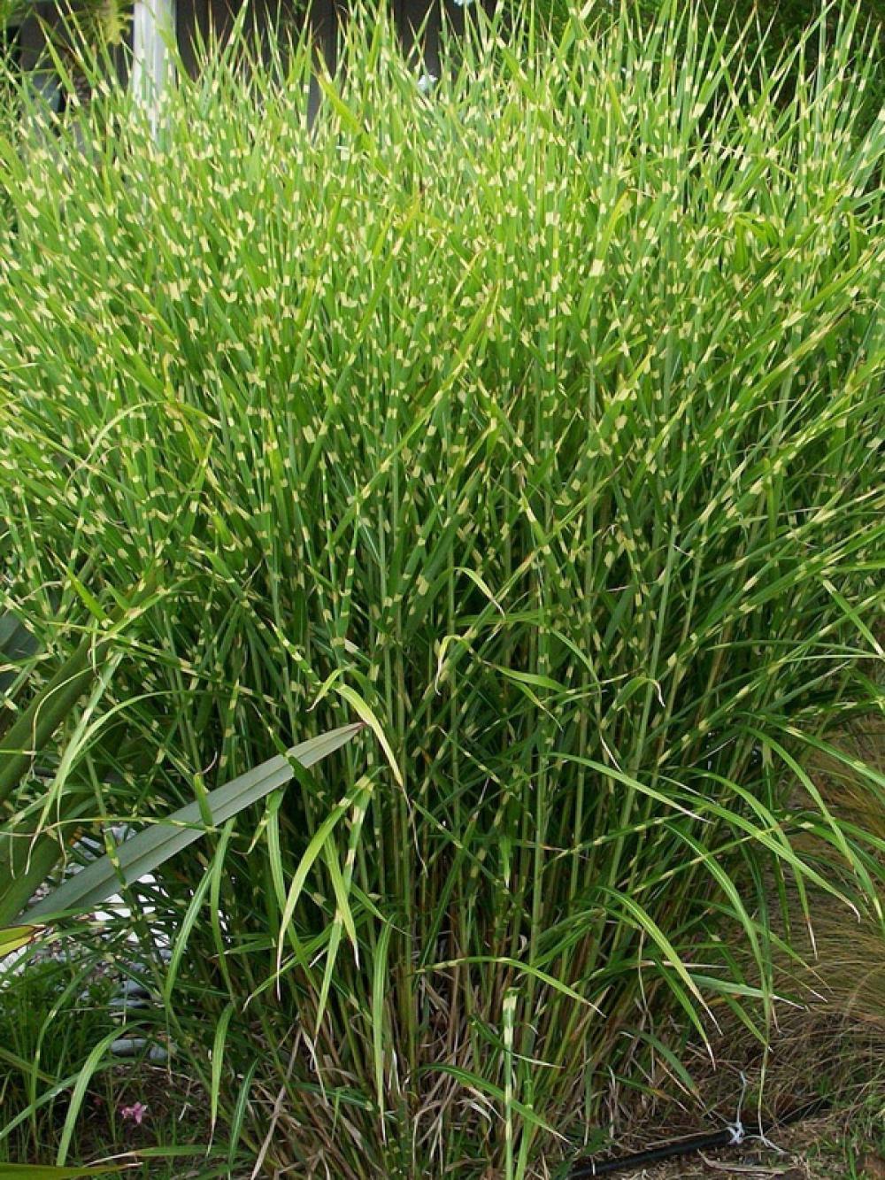 Miscanthus Sinensis 'strictus' 