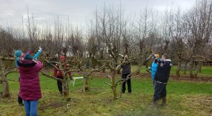 RHS level 3 Practical Certificate group enjoying their work on apple pruning with their tutor.