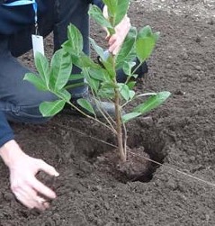 BEST Bytes successful planting course image planting shrub