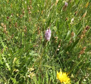 wildflower meadow including Yellow Rattle to weaken grass and allowing native orchids o grow
