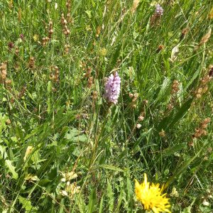 wildflower meadow including Yellow Rattle to weaken grass and allowing native orchids o grow